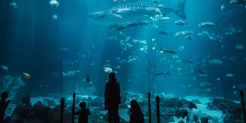 Visit SEA LIFE Bangkok Ocean World